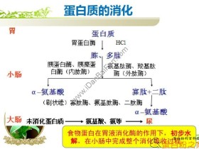 植物蛋白粉和动物蛋白粉的区别介绍,健身人士应该怎么选?