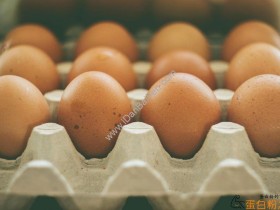 蛋白粉功效是什么?喝蛋白粉的作用、好处有哪些?